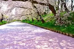 【1分で巡る絶景】春風に流れる花筏。国花の伝統芸がここに