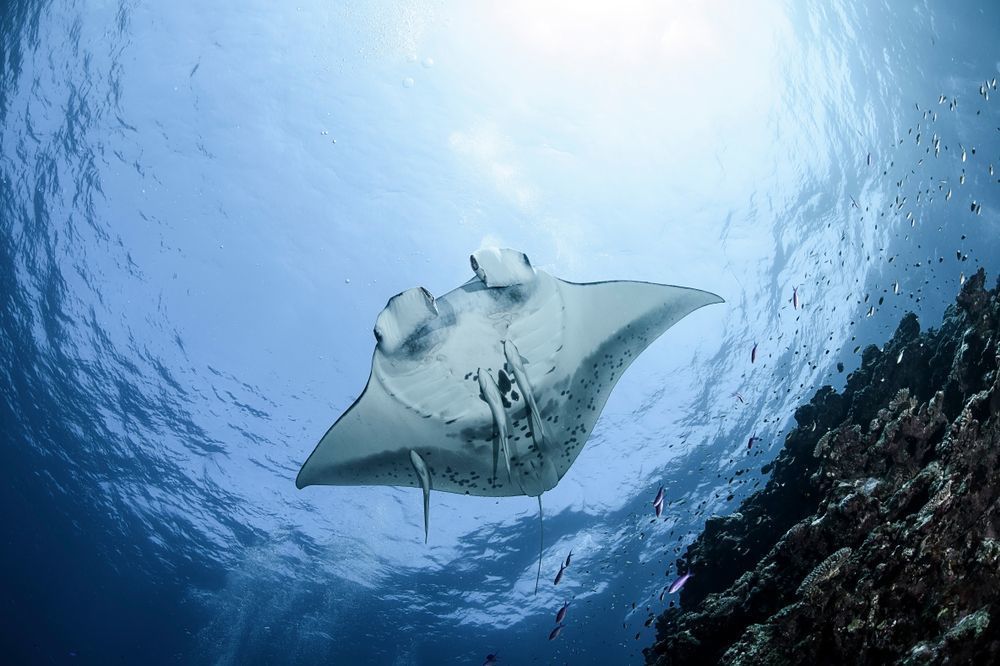 【石垣島のホテル】人気リゾートホテル6選。贅沢バカンスを楽しもうの画像