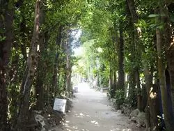 【沖縄本島】フクギ並木で過ごす、緑と海が癒しののんびり観光！