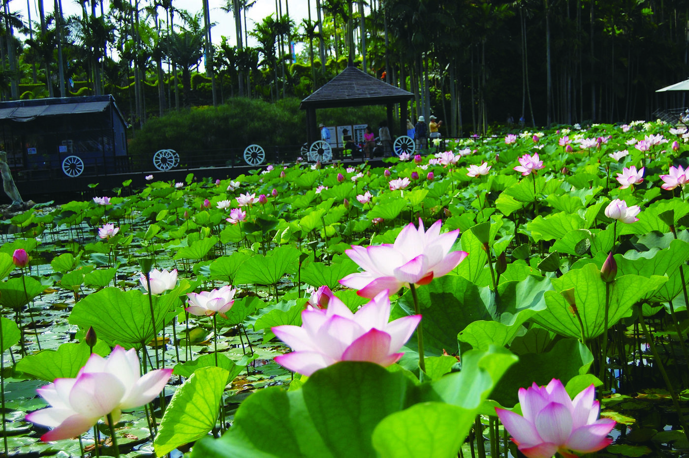 【沖縄】家族旅行にぴったりな観光スポット『東南植物楽園』！季節イベントや楽しめる見所を紹介の画像