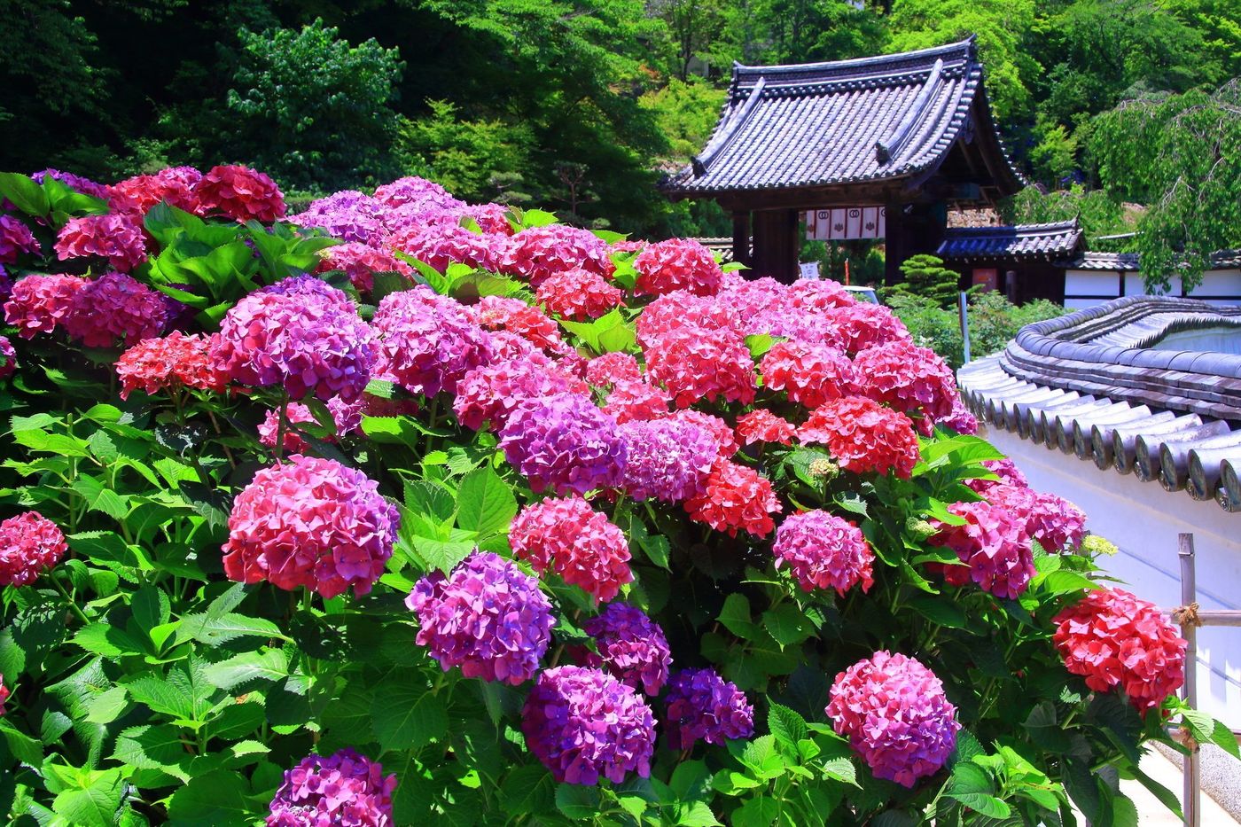 の画像