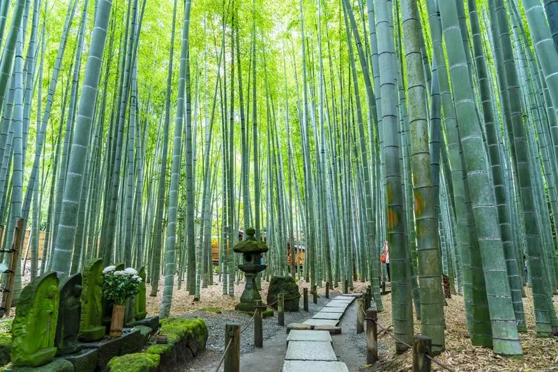 7.  報国寺｜美しい竹林が立ち並ぶ風情ある寺 1枚目