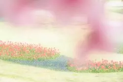 【奈良】もうすぐ春♪カメラ女子も必見の奈良のお花撮影スポットベスト3をご紹介！
