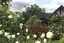 【神奈川】素敵すぎる！見事なローズガーデンがあるレストラン