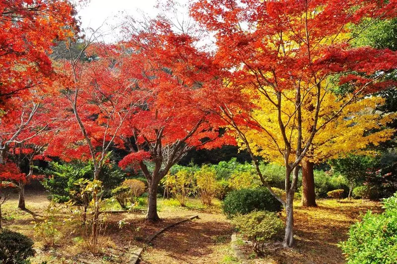 27. 源氏山公園 ｜四季の景色が楽しめる自然公園 2枚目