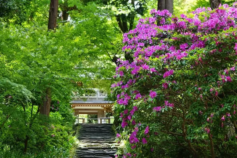 30. 浄智寺｜8個の文化財と四季の景色を楽しめる寺院 2枚目