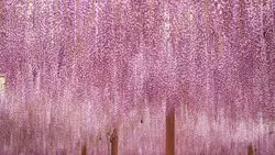 【愛知】甘い香りに包まれ浴びる幻想的な藤のシャワー♡