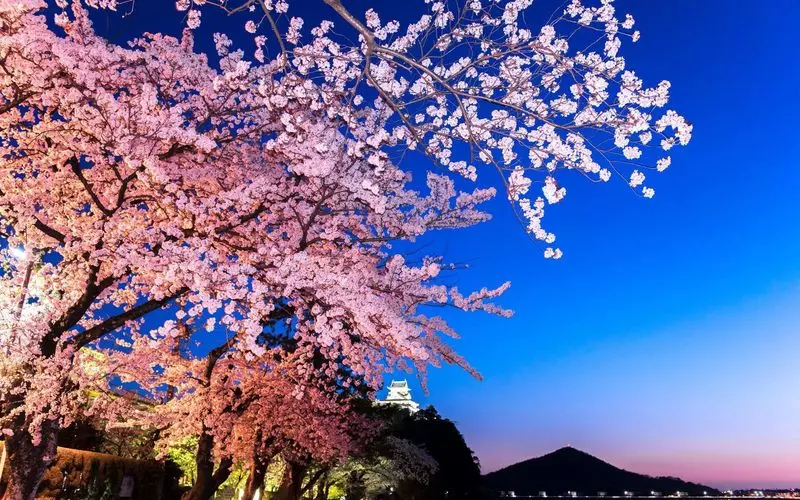 22春 愛知県の桜の名所9選 花見の穴場スポットもご紹介 Aumo アウモ