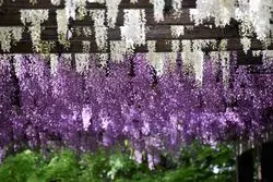 【京都】薄紫色の世界にうっとり…♡藤棚を見に行こう♪