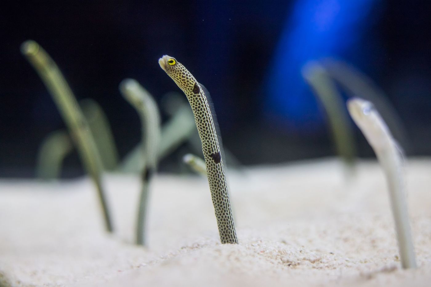東京の水族館おすすめ7選！デートや子供連れに必見＆お得なチケット情報の画像