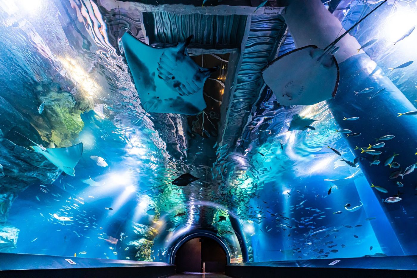 東京の水族館おすすめ7選！デートや子供連れに必見＆お得なチケット情報の画像