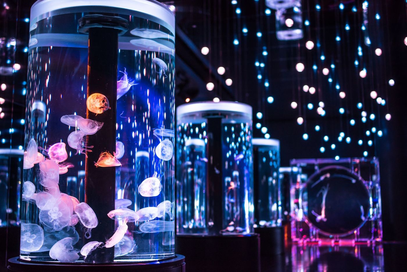 東京の水族館おすすめ7選！デートや子供連れに必見＆お得なチケット情報の画像