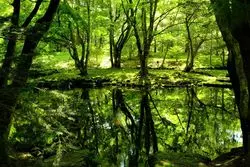 【一度は見たい絶景】軽井沢にある美しい水鏡
