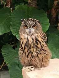 【静岡×フォトジェニックな旅】鳥と触れ合う！インスタ映えスポット