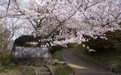 【2025】千葉の桜の名所6選！開花予想や桜祭り情報も紹介