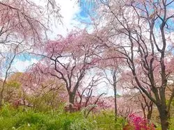 見る価値あり♡知る人ぞ知る、京都の桜の名所「原谷苑」