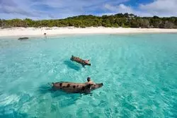 【発見！珍絶景】エメラルドグリーンの海にブタが泳ぐ！？