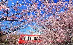 【2018年はもう見頃！】春はすぐそこ♡三浦半島の河津桜♪