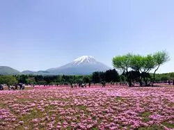 ゴールデンウィークに！富士芝桜まつりで満開の芝桜を堪能しよう♪