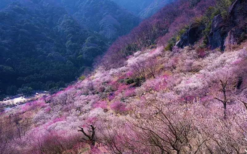 4. 冬から春先におすすめの観光地！紅梅と白梅が咲き誇る「湯河原梅林」 1枚目