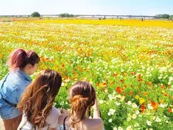 【埼玉県】5月はポピーが見頃☆広大なポピー畑を見に行こう♪
