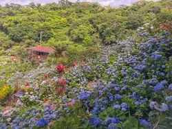 【沖縄】一面に広がる梅雨の色彩。あじさい園を楽しもう