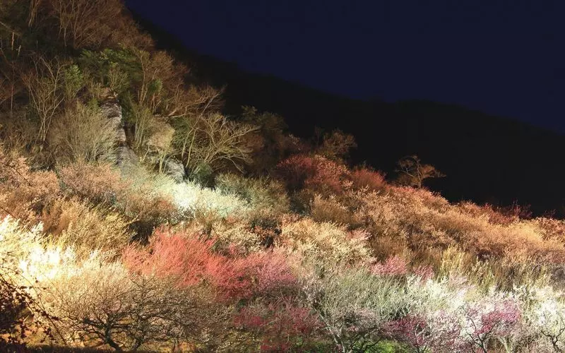 4. 冬から春先におすすめの観光地！紅梅と白梅が咲き誇る「湯河原梅林」 2枚目