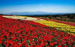 【1分で巡る絶景】まるで花の絨毯。日本にも春の彩り到来♪