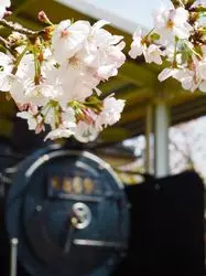 【徳島県】おすすめお花見スポット特集