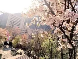 【北海道】春に行きたい♪定山渓の鯉のぼり
