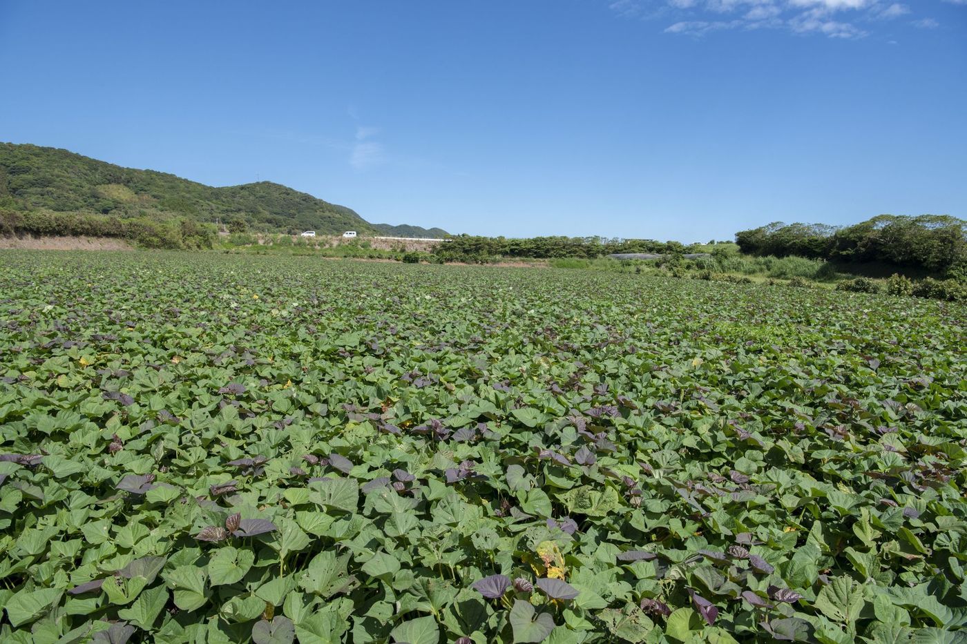 【鹿児島】カプセルホテルなど格安宿7選。個人の利用やグループでもの画像