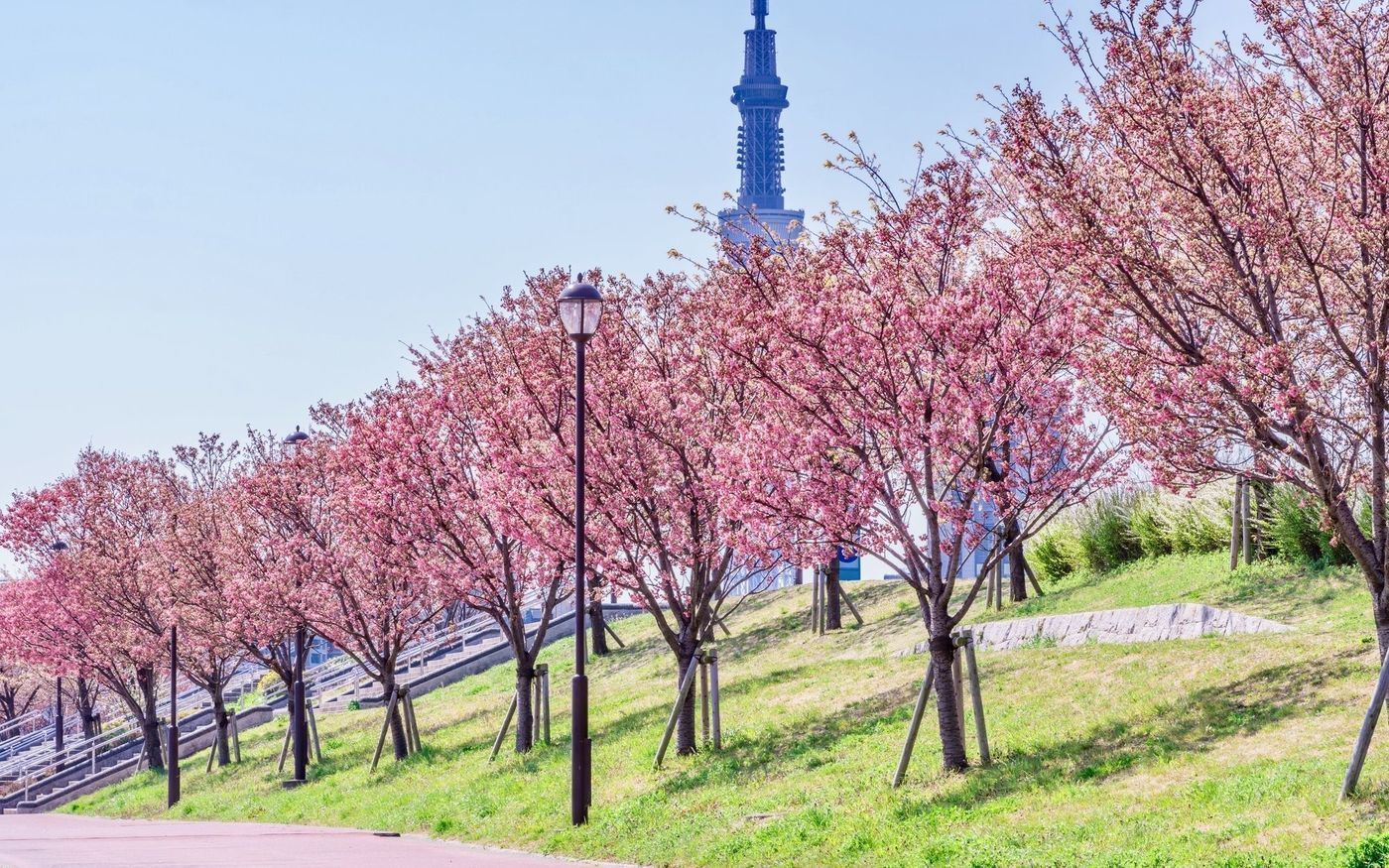 の画像