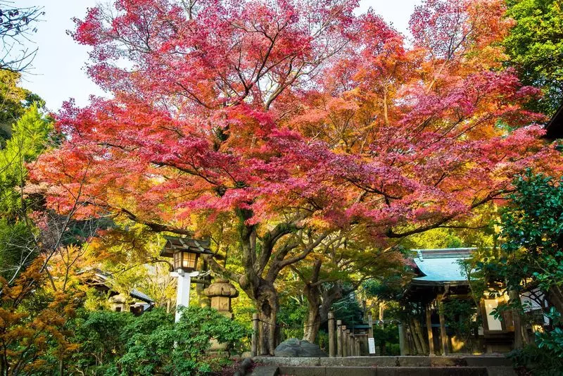 9. 鎌倉宮（大塔宮）｜鎌倉の歴史ある寺院を巡る！ゆったりデートにおすすめ 2枚目