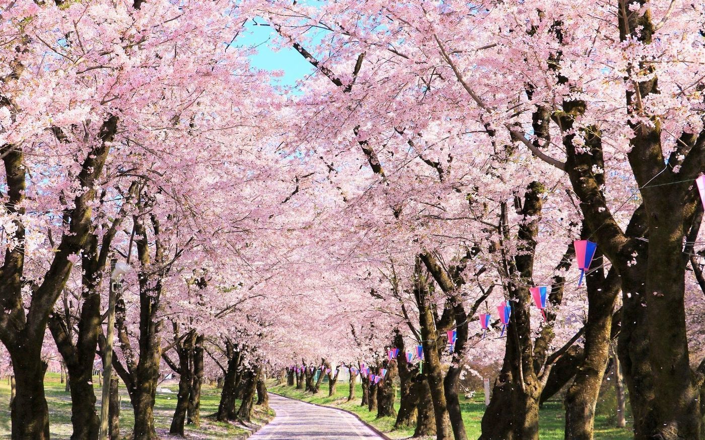 の画像
