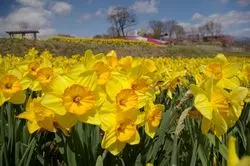 【2019年春】信州上田のおすすめ観光！お花を楽しむ素敵スポット
