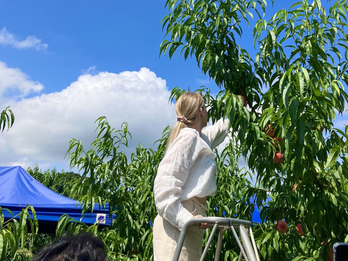 【福島県伊達市】桃狩り＆桃まるごとスイーツを満喫する伊達市の魅力体験ツアー｜日本旅行「訪日客向け　福島県伊達市桃狩りツアー」の画像