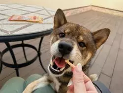 憧れリゾート・軽井沢で愛犬と過ごす贅沢『ルシアン旧軽井沢』での1泊2日ルポ