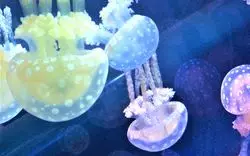 すみだ水族館へのアクセスをご紹介！見所や楽しみ方も♪