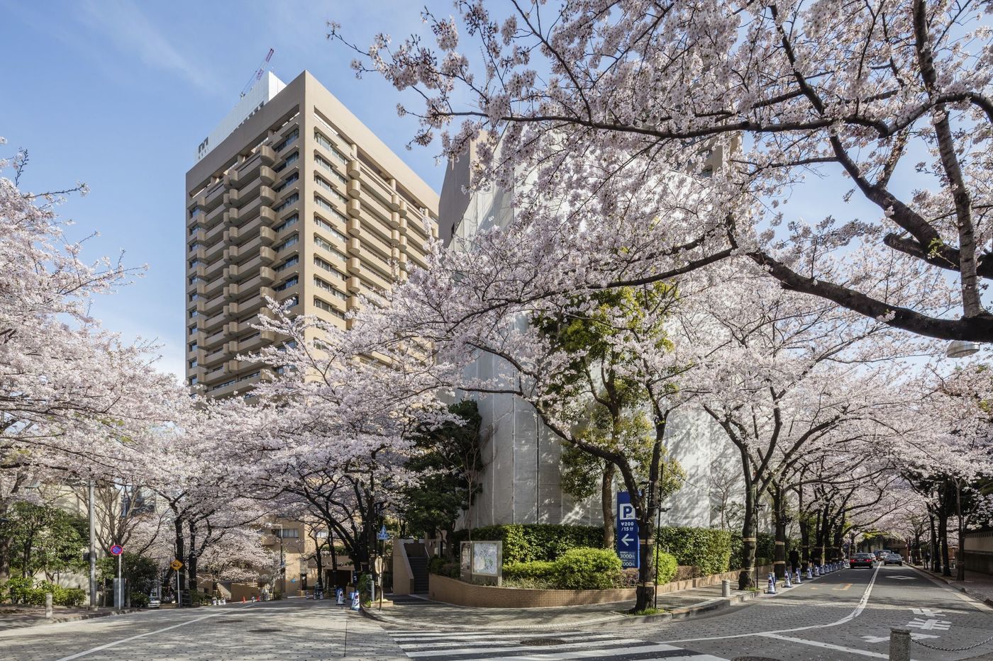 【4月5～7日】全長1kmの桜並木！アークヒルズのさくらまつりで春をスタート♡の画像