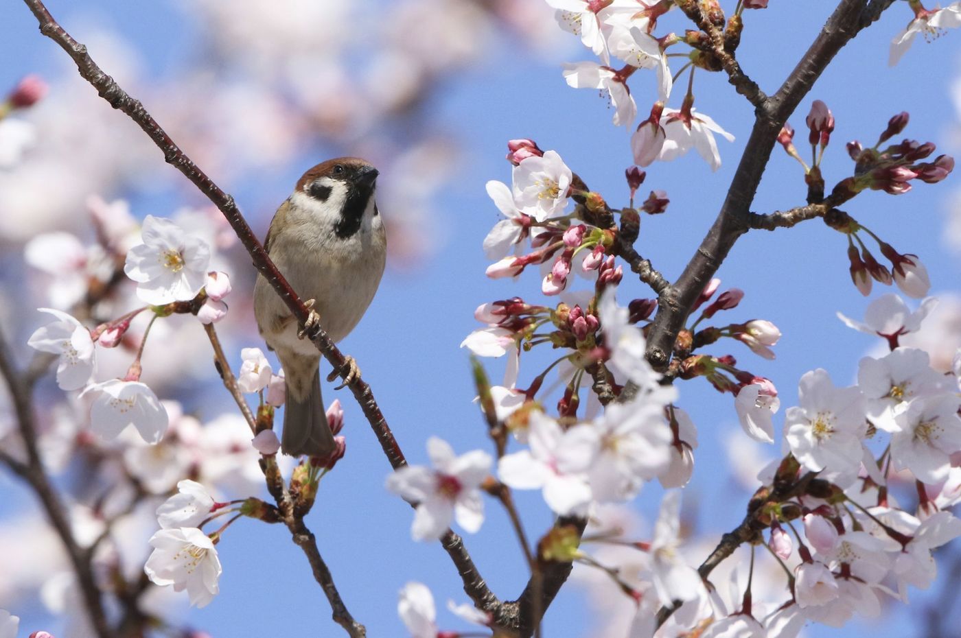 【4月5～7日】全長1kmの桜並木！アークヒルズのさくらまつりで春をスタート♡の画像