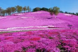 【1分で巡る絶景】雪国にも春が。鮮やかな色で魅せる芝桜