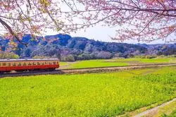 【千葉】今からが見頃のお花たち♡小湊鉄道の春を満喫しに行こう！