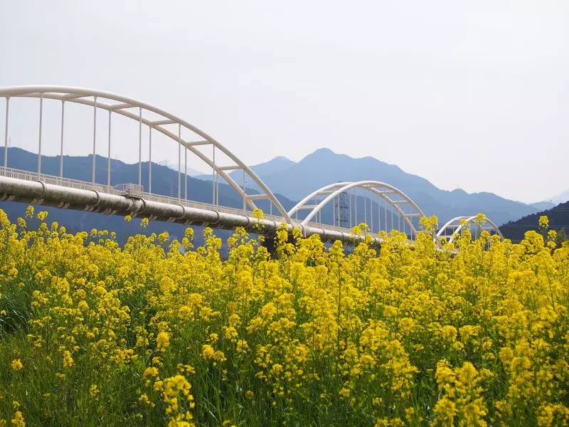 加茂川河川敷（西条市） 1枚目