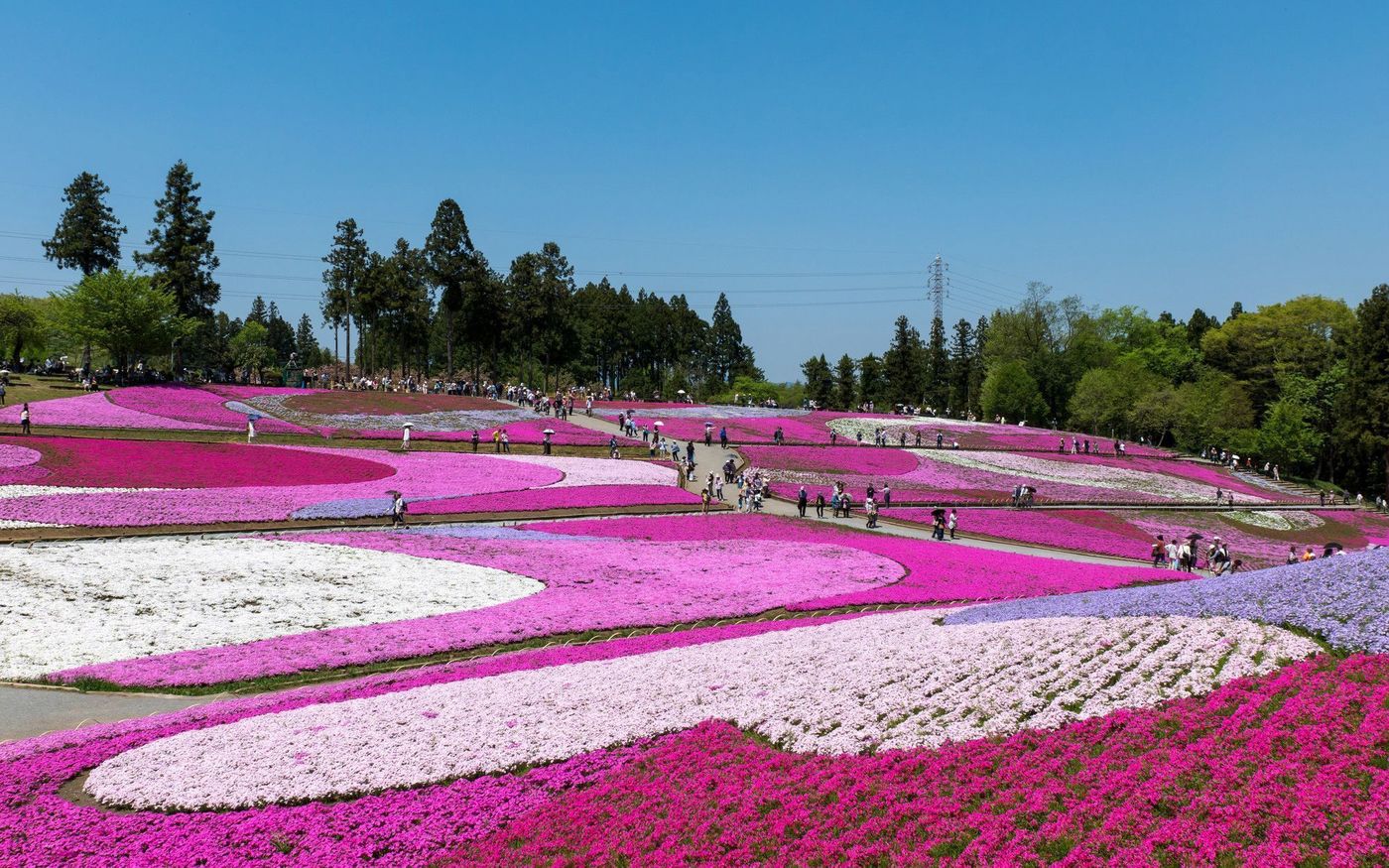 の画像