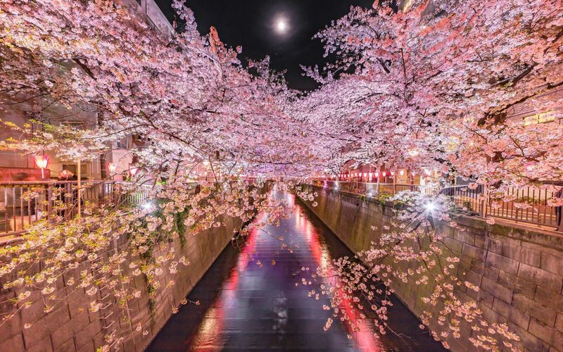 2025】花見の締めはやっぱりライトアップ！東京周辺の夜桜