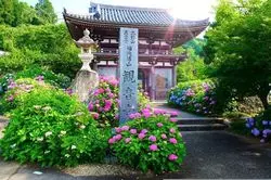 大迫力♡魅惑の紫陽花を堪能するなら「あじさい寺」に決まり！