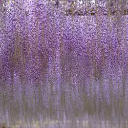 まるでおとぎ話の世界♡桜の次は藤の花