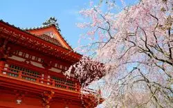 千葉県でお花見を楽しもう♪おすすめお花見スポットまとめ！