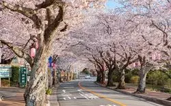 伊豆高原桜まつり2018大特集◎【春はすぐそこ】