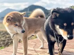 【鹿児島】絶品のパン屋さんの可愛い看板犬に会いに行こう♡